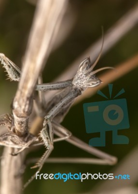 Ameles Picteti Mantis Stock Photo