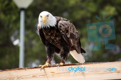 American Bald Eagle Stock Photo