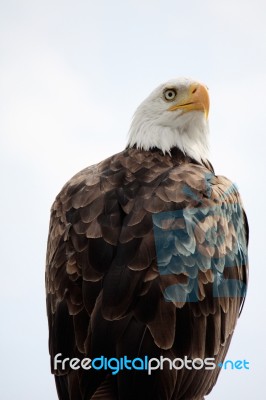 American Bald Eagle Stock Photo