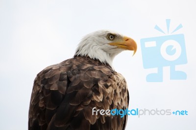 American Bald Eagle Stock Photo