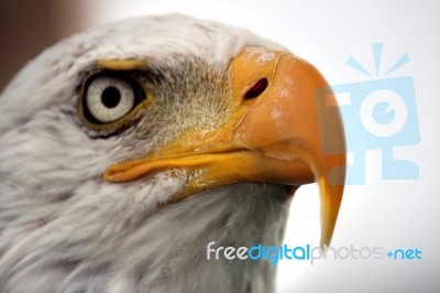 American Bald Eagle Stock Photo