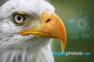 American Bald Eagle Stock Photo