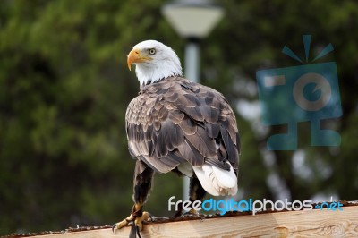 American Bald Eagle Stock Photo