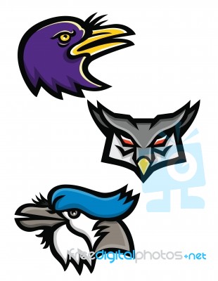 American Birds Sports Mascot Collection Stock Image