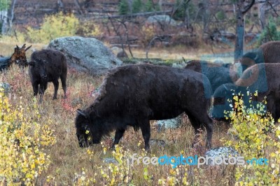 American Bison (bison Bison) Stock Photo