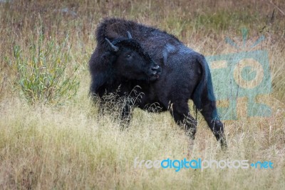 American Bison (bison Bison) Stock Photo