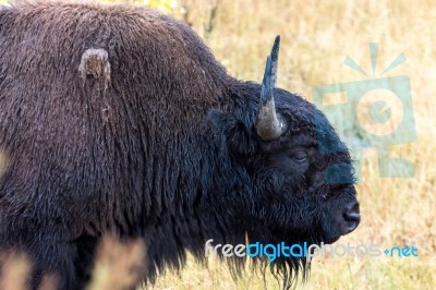 American Bison (bison Bison) Stock Photo