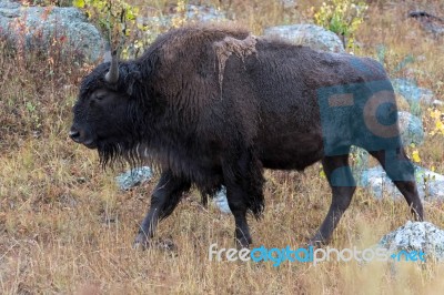 American Bison (bison Bison) Stock Photo