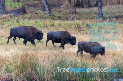 American Bison (bison Bison) Stock Photo