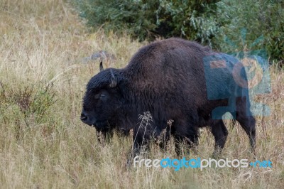 American Bison (bison Bison) Stock Photo