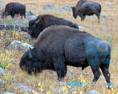 American Bison (bison Bison) Stock Photo