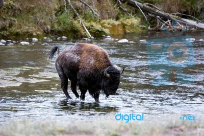 American Bison (bison Bison) Stock Photo