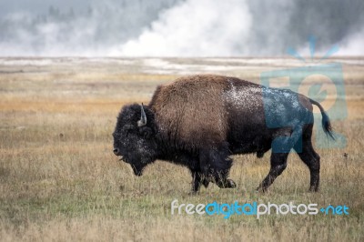 American Bison (bison Bison) Stock Photo