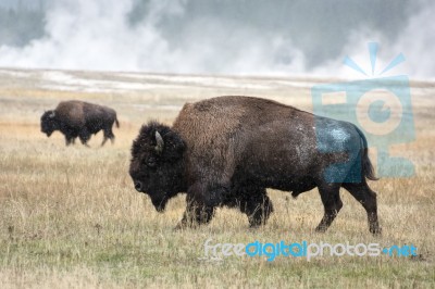 American Bison (bison Bison) Stock Photo