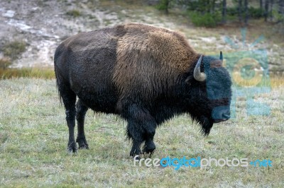 American Bison (bison Bison) Stock Photo