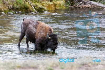 American Bison (bison Bison) Stock Photo