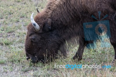 American Bison (bison Bison) Stock Photo