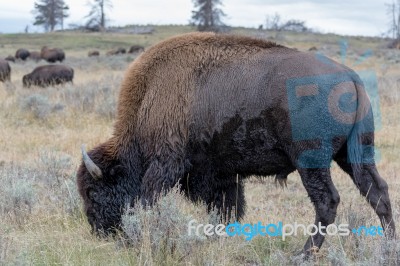 American Bison (bison Bison) Stock Photo