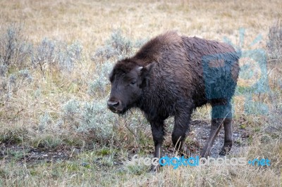 American Bison (bison Bison) Stock Photo