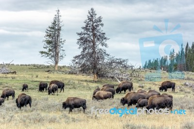 American Bison (bison Bison) Stock Photo