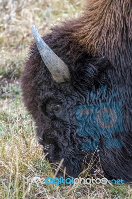 American Bison (bison Bison) Stock Photo