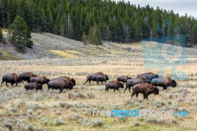 American Bison (bison Bison) Roaming In Yeloowstone Stock Photo