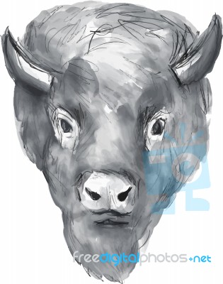 American Bison Head Watercolor Stock Image