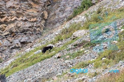 American Black Bear (ursus Americanus) Stock Photo