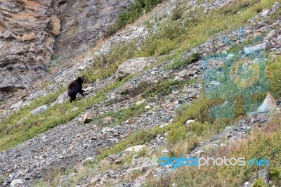 American Black Bear (ursus Americanus) Stock Photo