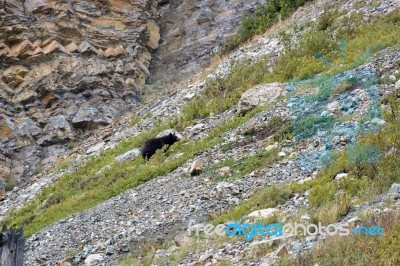 American Black Bear (ursus Americanus) Stock Photo