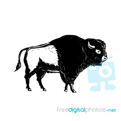 American Buffalo Side Woodcut Black And White Stock Image