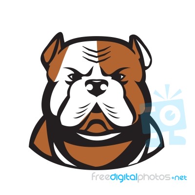 American Bulldog Head Front Retro Stock Image