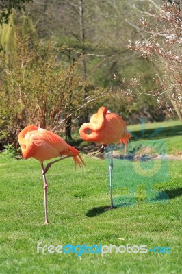 American, Caribbean And Greater Flamingo Stock Photo