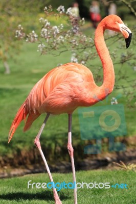 American, Caribbean And Greater Flamingo Stock Photo