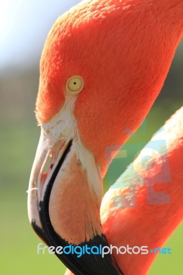 American, Caribbean And Greater Flamingo Stock Photo