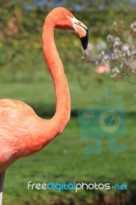 American, Caribbean And Greater Flamingo Stock Photo