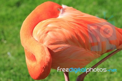 American, Caribbean And Greater Flamingo Stock Photo