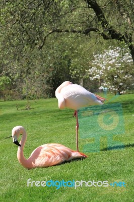 American, Caribbean And Greater Flamingo Stock Photo