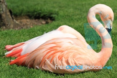 American, Caribbean And Greater Flamingo Stock Photo