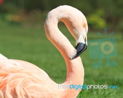 American, Caribbean And Greater Flamingo Stock Photo