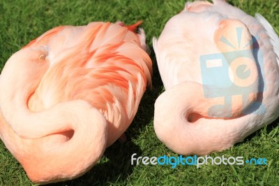 American, Caribbean And Greater Flamingo Stock Photo