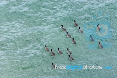 American Coot (fulica Americana) Stock Photo