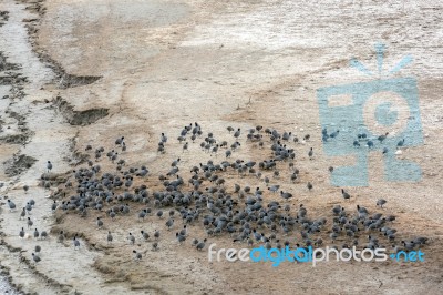 American Coot (fulica Americana) Stock Photo