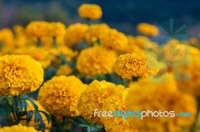 American Marigold Yellow Calendula Blooming In Garden Background, Soverign Tagetes Erecta L Stock Photo