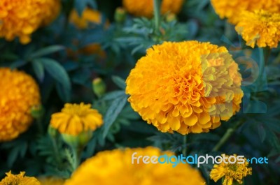 American Marigold Yellow Calendula Blooming In Garden Background, Soverign Tagetes Erecta L Stock Photo