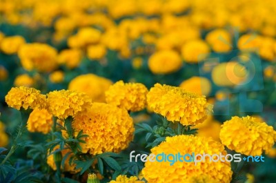 American Marigold Yellow Calendula Blooming In Garden Background, Soverign Tagetes Erecta L Stock Photo