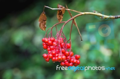 American Mountain-ash Berries Stock Photo