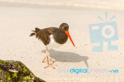 American Oystercatcher, Haematopus Palliatus,  Looking For Food Stock Photo