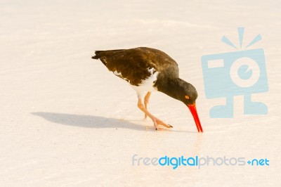 American Oystercatcher, Haematopus Palliatus,  Looking For Food Stock Photo