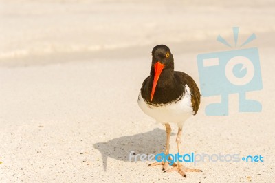 American Oystercatcher, Haematopus Palliatus,  Looking For Food Stock Photo